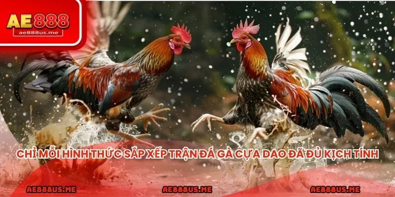 Chỉ mỗi hình thức sắp xếp trận đá gà cựa dao AE888 đã đủ kịch tính