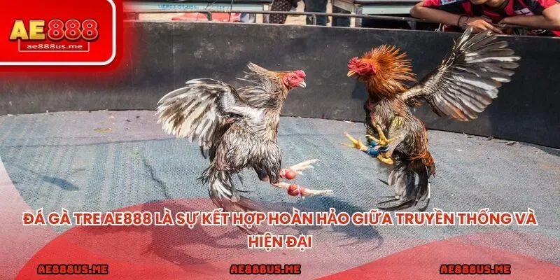 Đá gà tre AE888 là sự kết hợp hoàn hảo giữa truyền thống và hiện đại