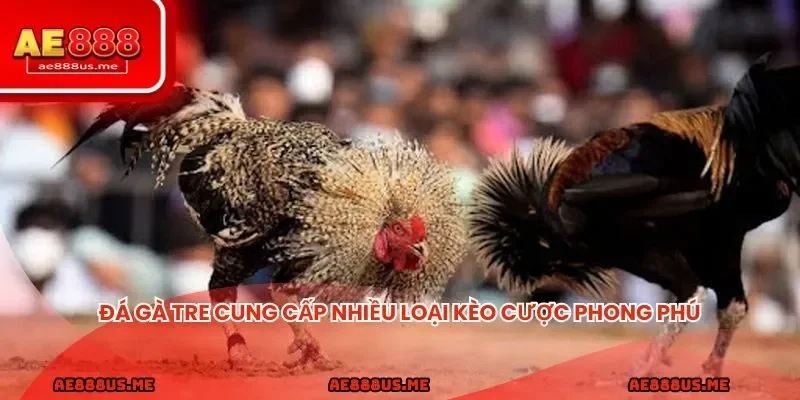 Đá gà tre cung cấp nhiều loại kèo cược phong phú