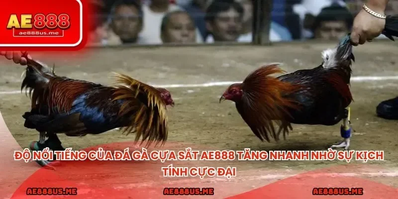 Độ nổi tiếng của đá gà cựa sắt AE888 tăng nhanh nhờ sự kịch tính cực đại