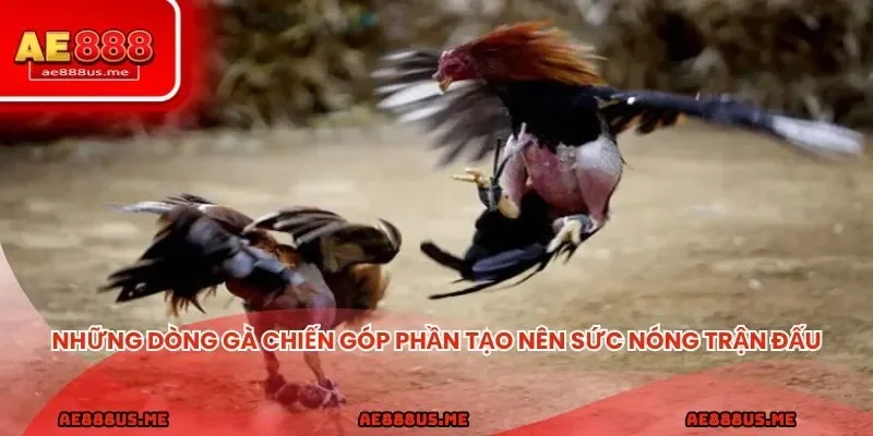 Những dòng gà chiến góp phần tạo nên sức nóng trận đấu