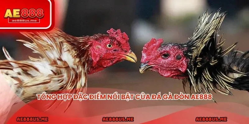 Tổng hợp đặc điểm nổi bật của đá gà đòn AE888